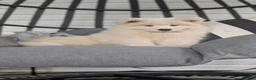 Samoyed dogs for sale: Elena - Ad 1