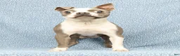 Boston Terrier dogs for sale: Buster - Ad 10