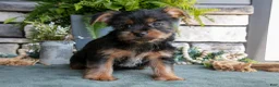 Yorkshire Terrier dogs for sale: Clementine - Ad 1