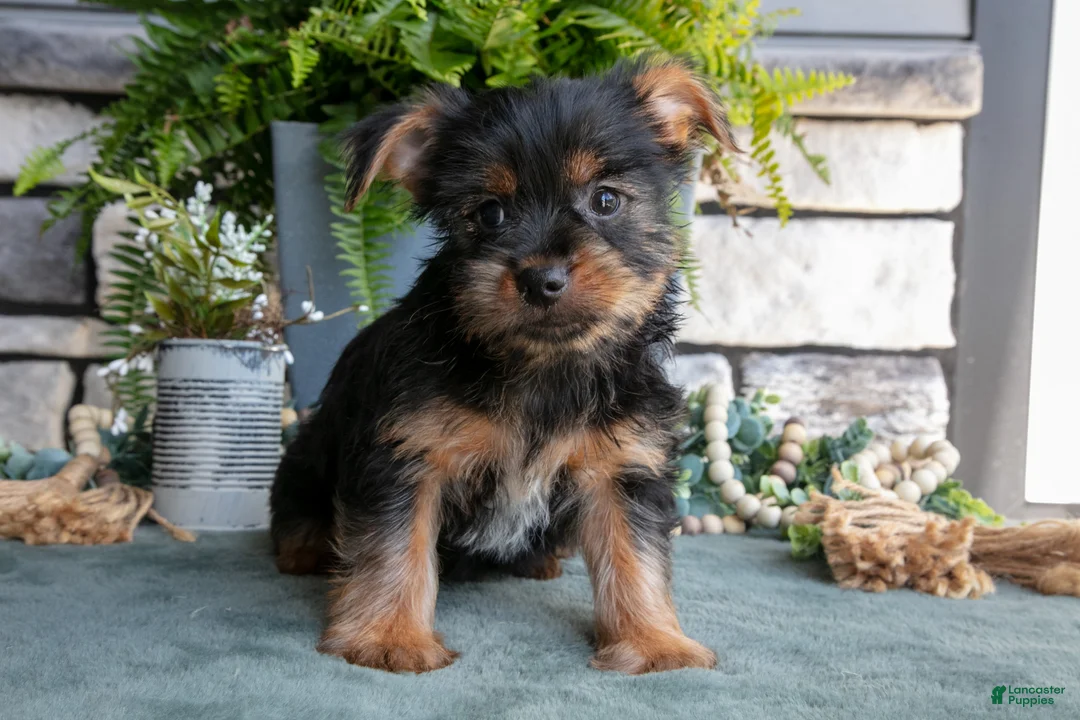 Yorkshire Terrier dogs for sale: Clementine - Ad 1