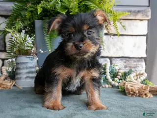 Yorkshire Terrier dogs for sale: Clementine - Ad 4