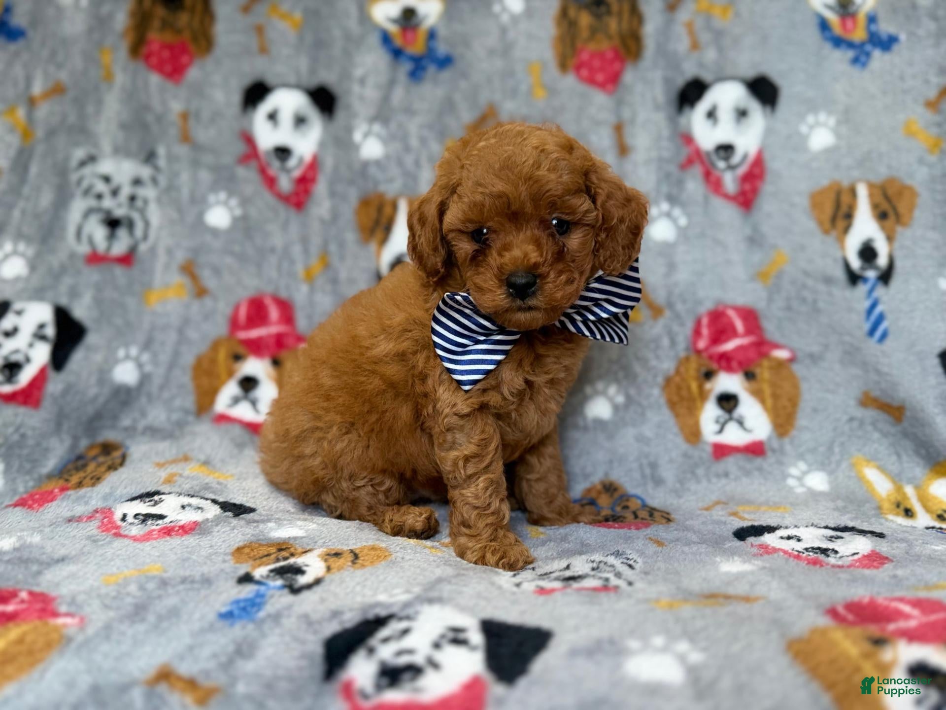 Cavapoo dogs Lynx - Ad 15