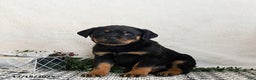 Rottweiler dogs for sale: Indie - Ad 3