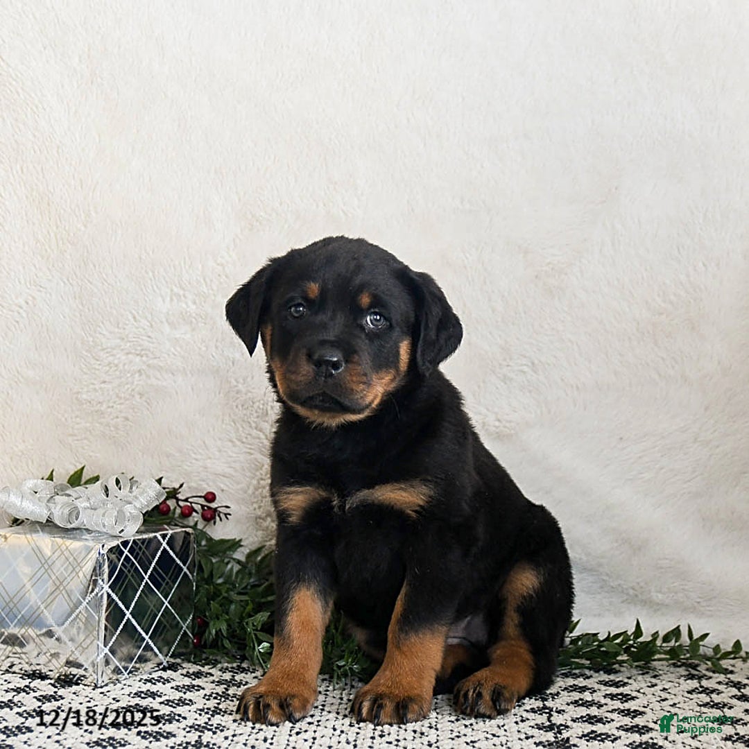 Rottweiler dogs for sale: Indie - Ad 3