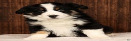 Miniature Australian Shepherd dogs for sale: Rocky - Ad 3