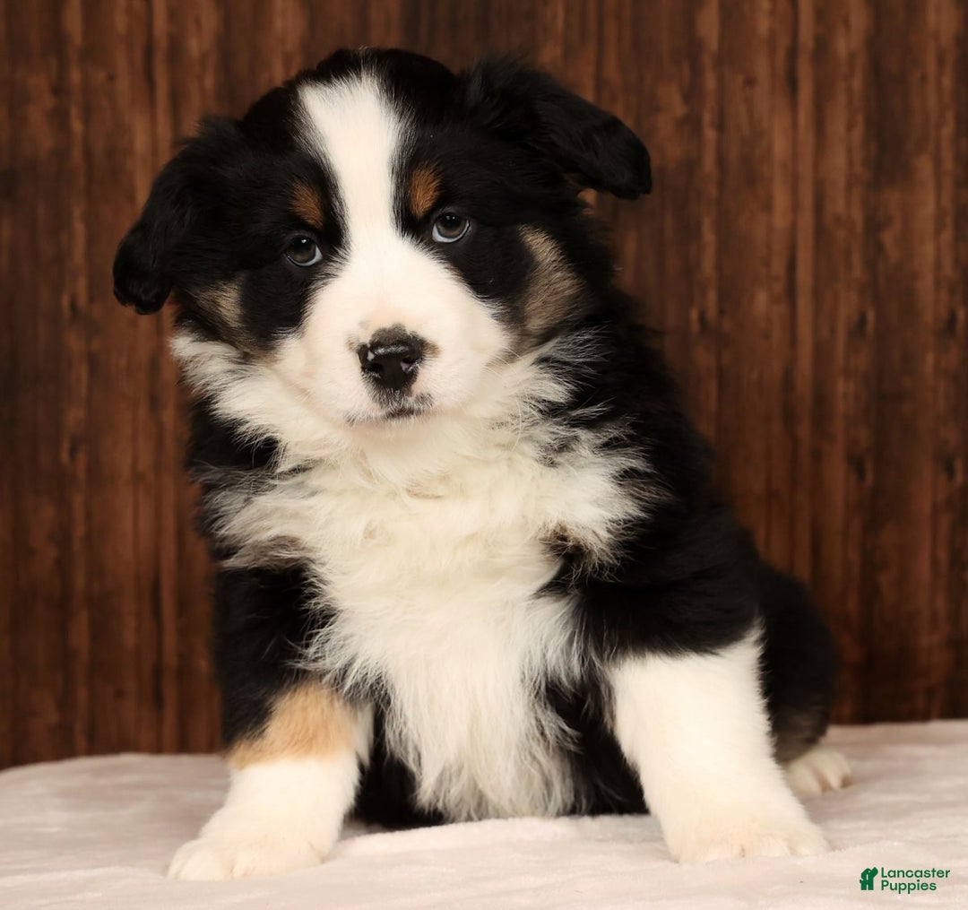 Miniature Australian Shepherd dogs for sale: Rocky - Ad 3