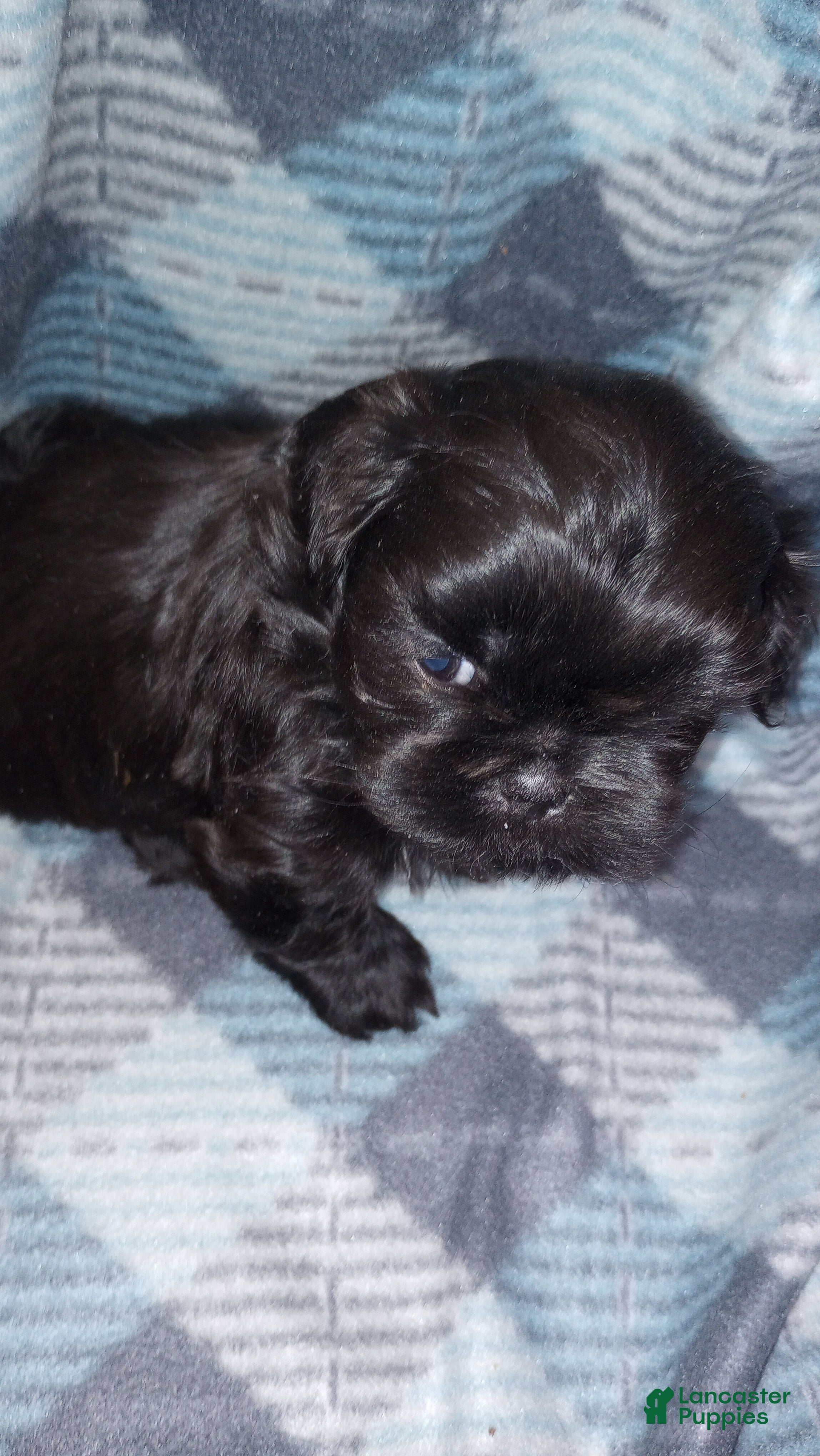 Shih Tzu dogs Shih Tzu Puppy 1 - Ad 12