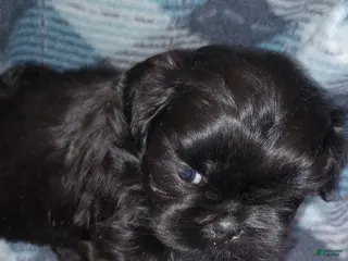 Shih Tzu dogs Shih Tzu Puppy 1 - Ad 12