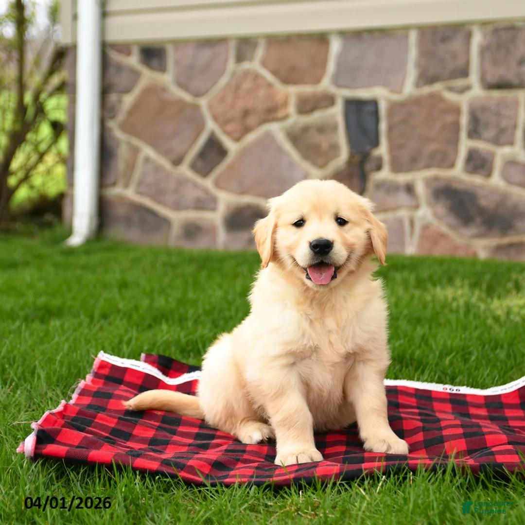 Golden Retriever dogs for sale: Rhoda - Ad 2