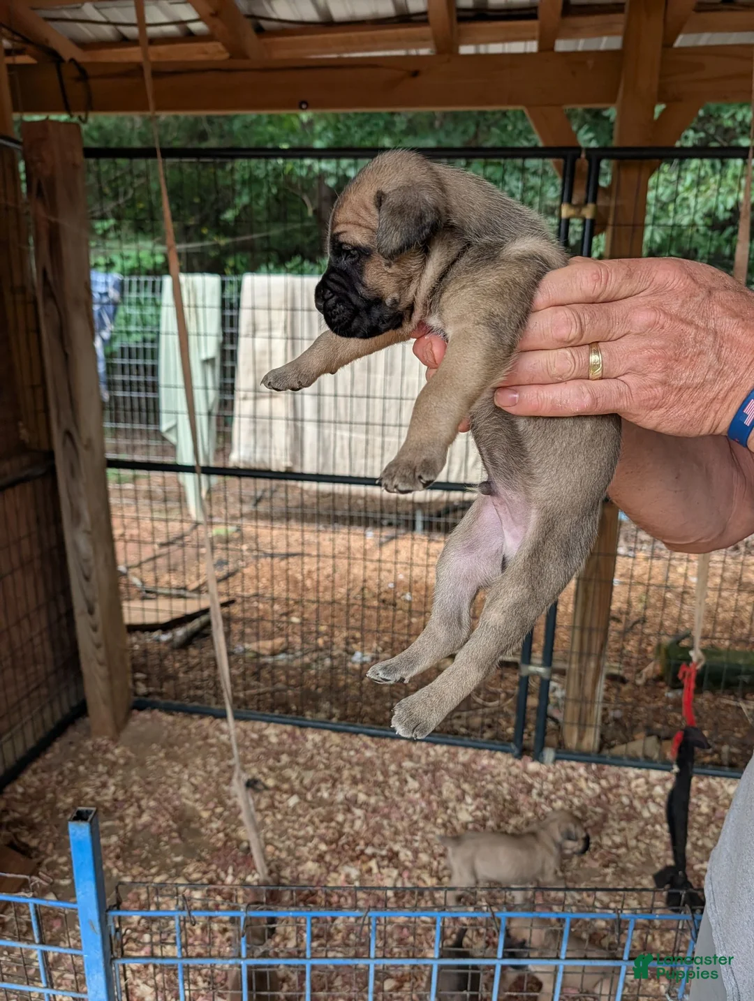 Cane Corso dogs for sale: Cane Corso 3 - Ad 2