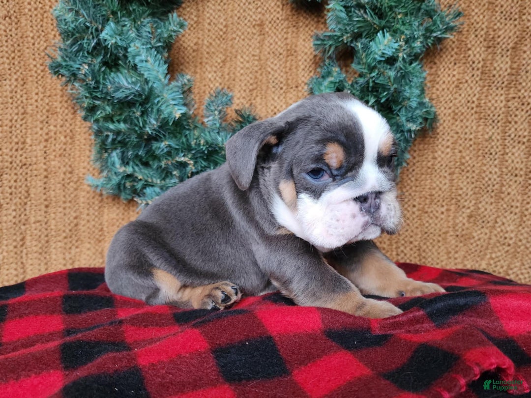 English Bulldog dogs for sale: Elliot - Ad 12
