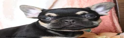 French Bulldog dogs for sale: Hadlee - Ad 5