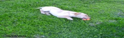 Labrador Retriever dogs for sale: Brianna - Ad 4