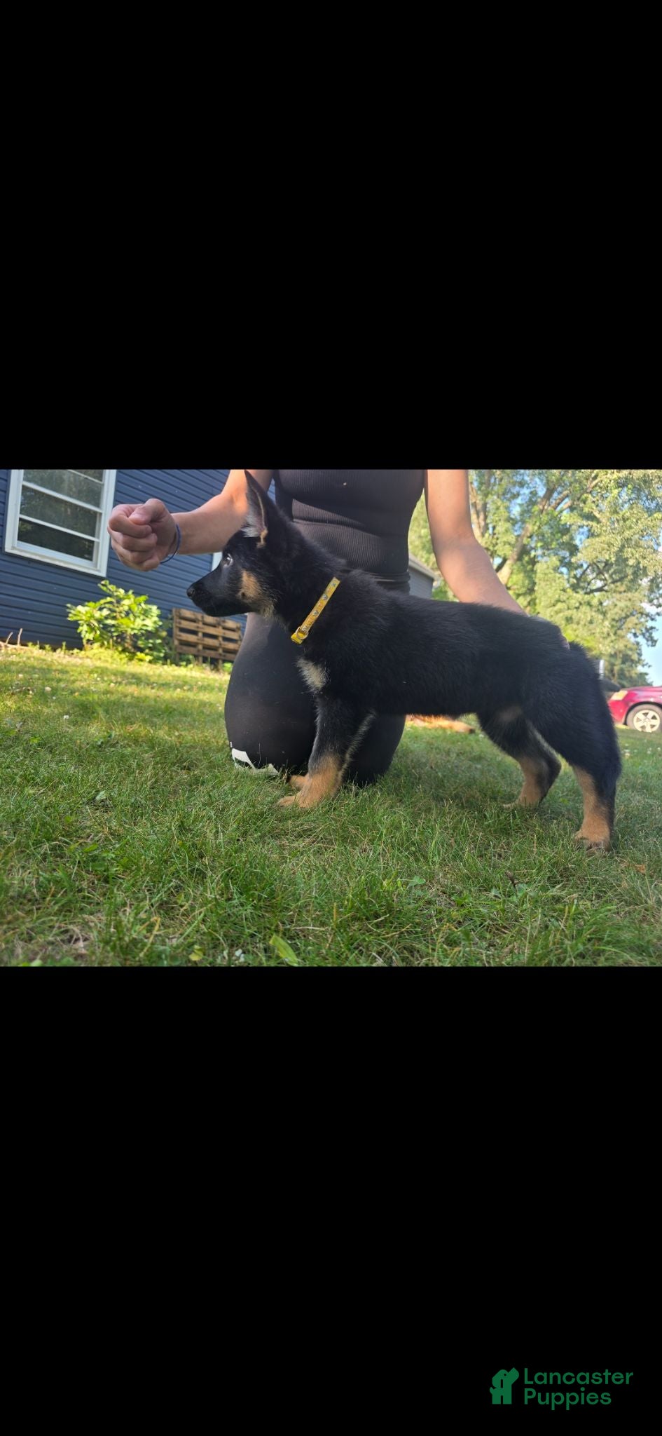 German Shepherd dogs Pixxie - Ad 12