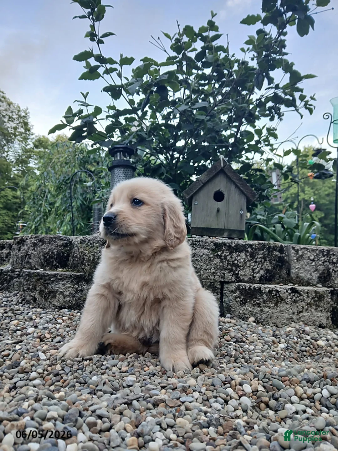 Golden Retriever dogs for sale: Rex - Ad 1