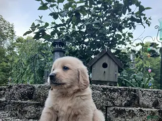 Golden Retriever dogs for sale: Rex - Ad 3