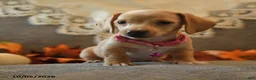 Miniature Dachshund dogs for sale: Sugarcube - Ad 5