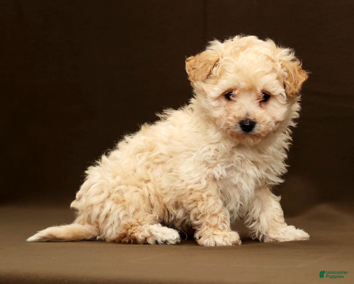 Bichpoo dogs Baxter - Ad 20