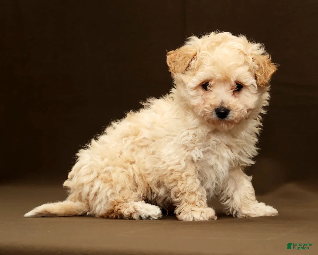 Bichpoo dogs for sale: Baxter - Ad 1