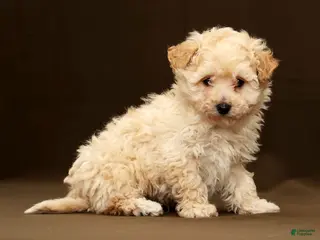 Bichpoo dogs Baxter - Ad 20