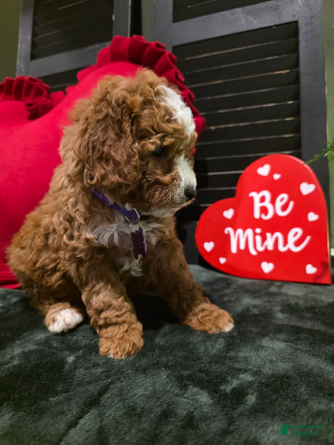 Mini Bernedoodle dogs for sale: Star - Ad 2