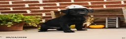 Labrador Retriever dogs for sale: Pickles - Ad 2
