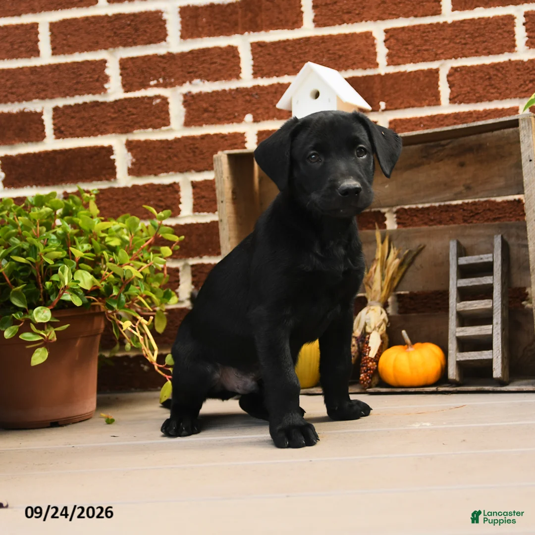 Labrador Retriever dogs for sale: Pickles - Ad 2