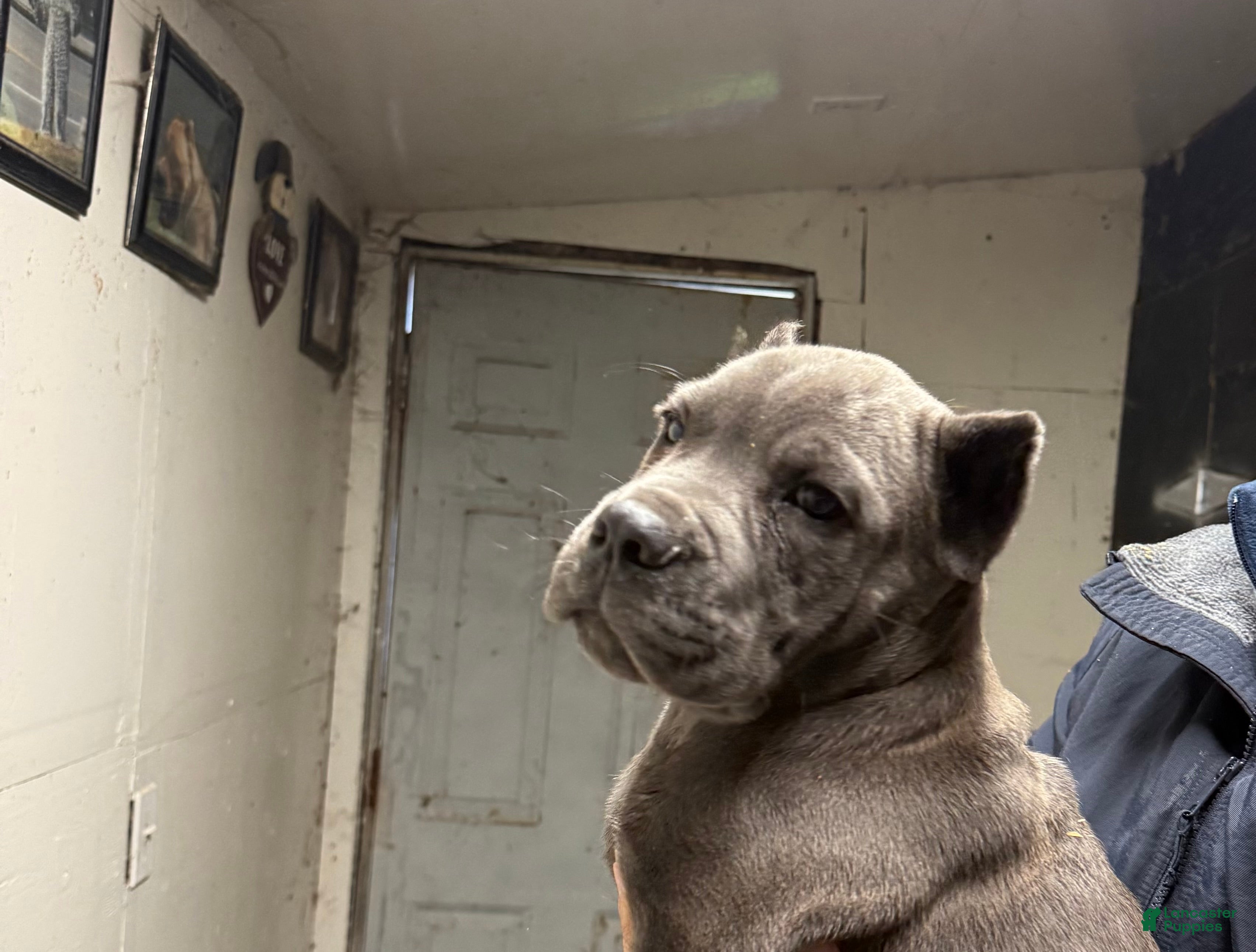 Cane Corso dogs Zeus - Ad 4