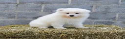 Samoyed dogs for sale: Crystal - Ad 2