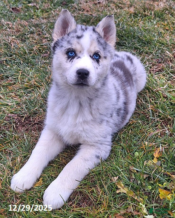 Gerberian Shepsky dogs Luna  - Ad 1