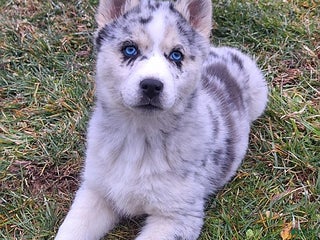 Gerberian Shepsky dogs Luna - Ad 1