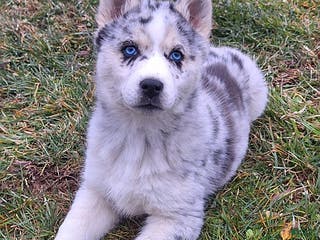 Gerberian Shepsky dogs Luna - Ad 1