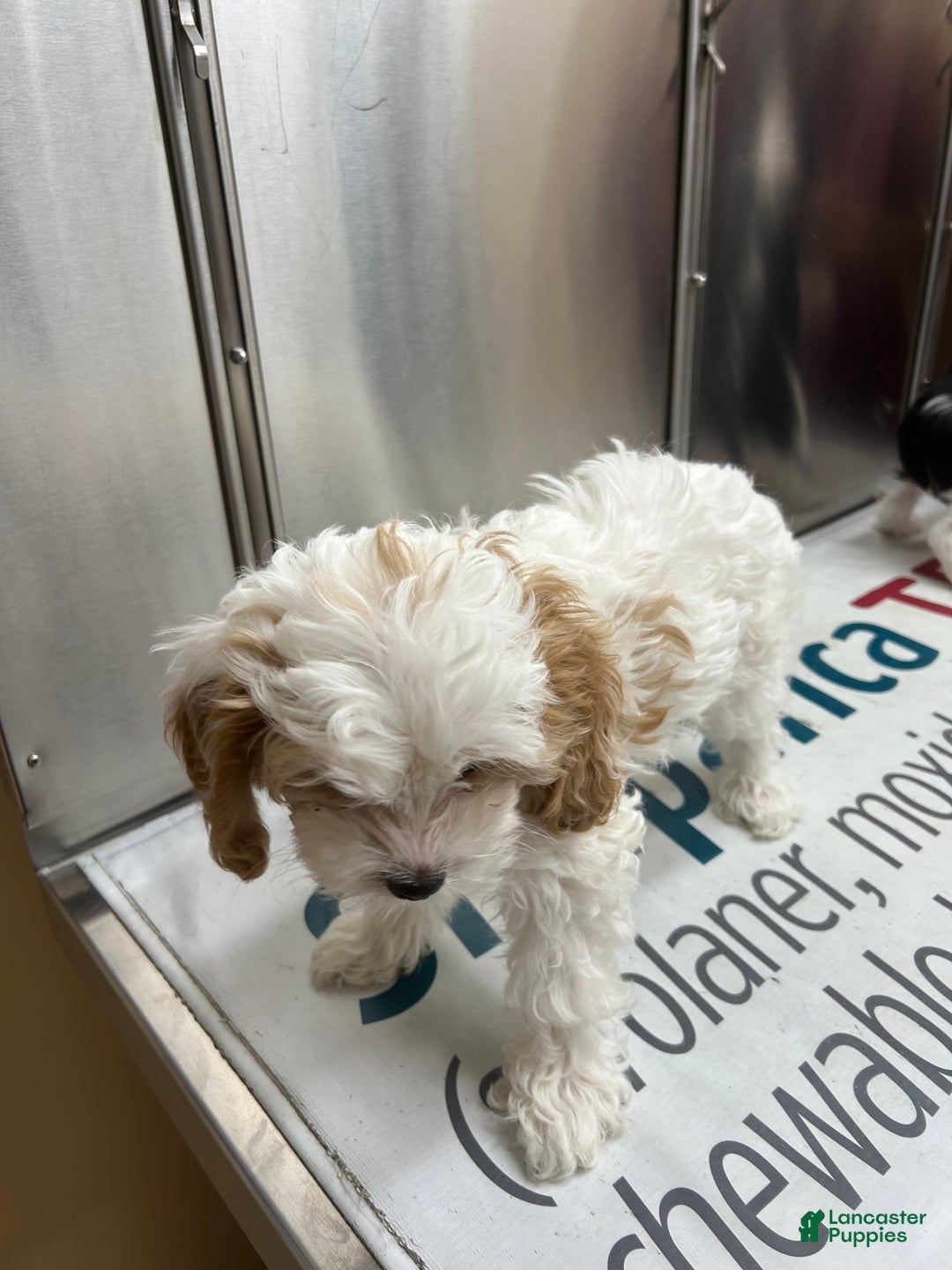 Cavapoo dogs for sale: Cavapoo Puppy 1 - Ad 2