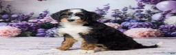 Bernedoodle dogs for sale: Lindy - Ad 3