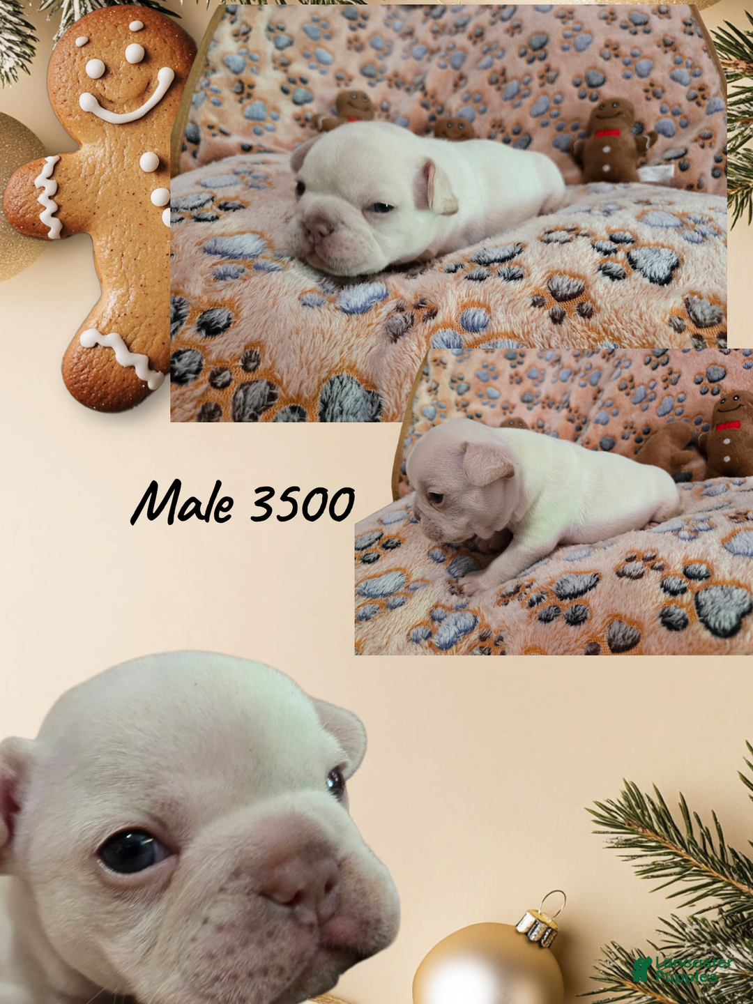 French Bulldog dogs for sale: French Bulldog Puppy 1 - Ad 4