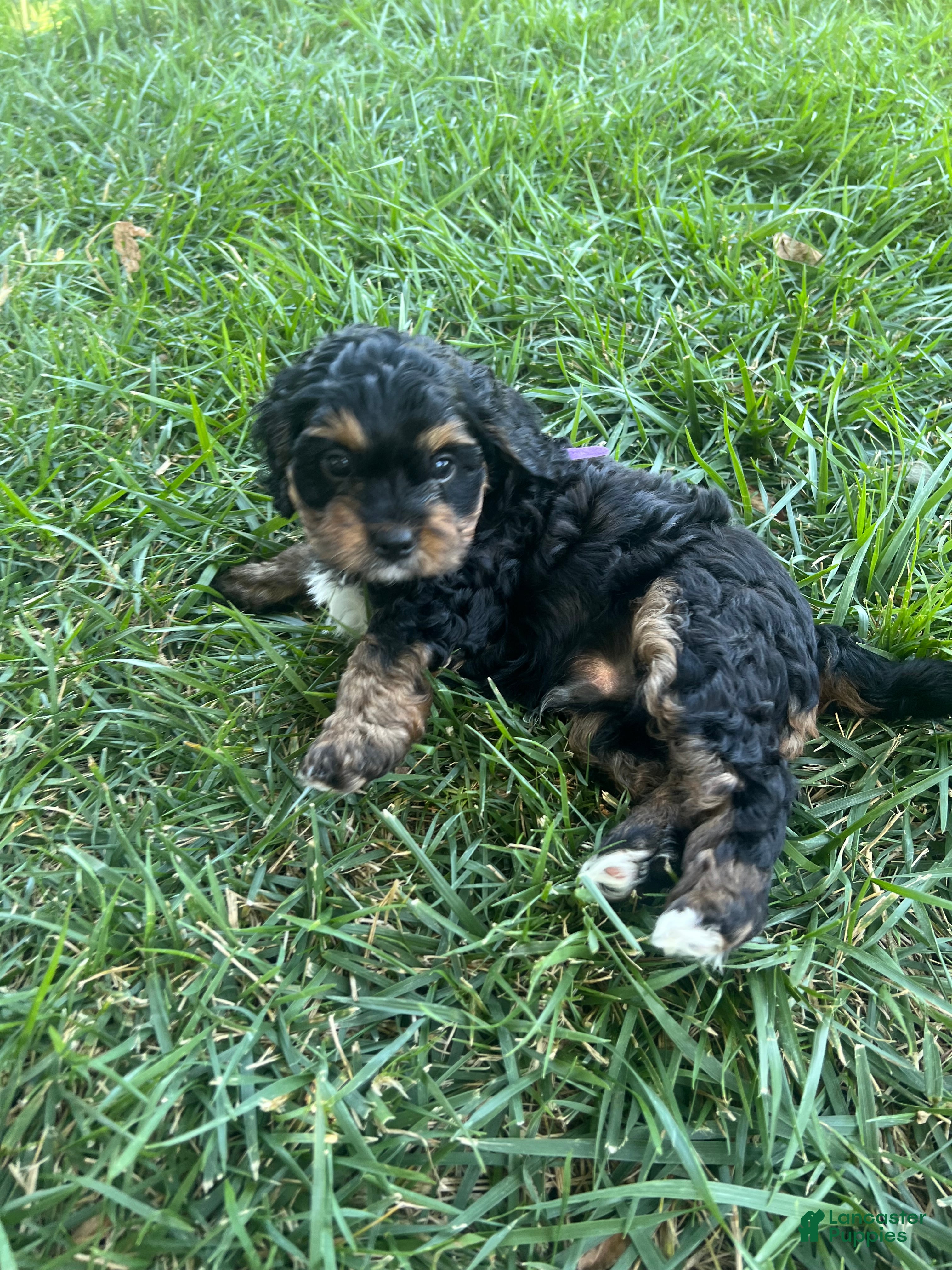 Mixed Breed dogs for sale: Purple Munchkin Bernedoodle  - Ad 4