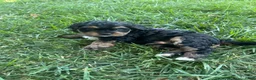 Mixed Breed dogs for sale: Purple Munchkin Bernedoodle  - Ad 1