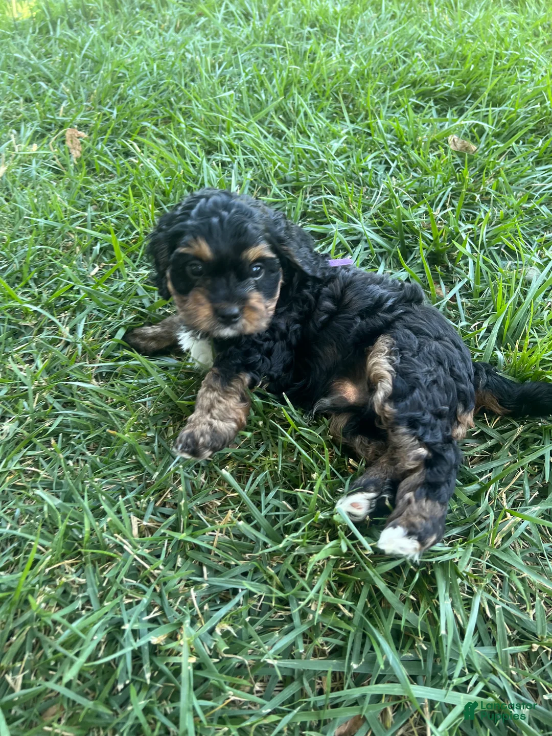 Mixed Breed dogs for sale: Purple Munchkin Bernedoodle  - Ad 1
