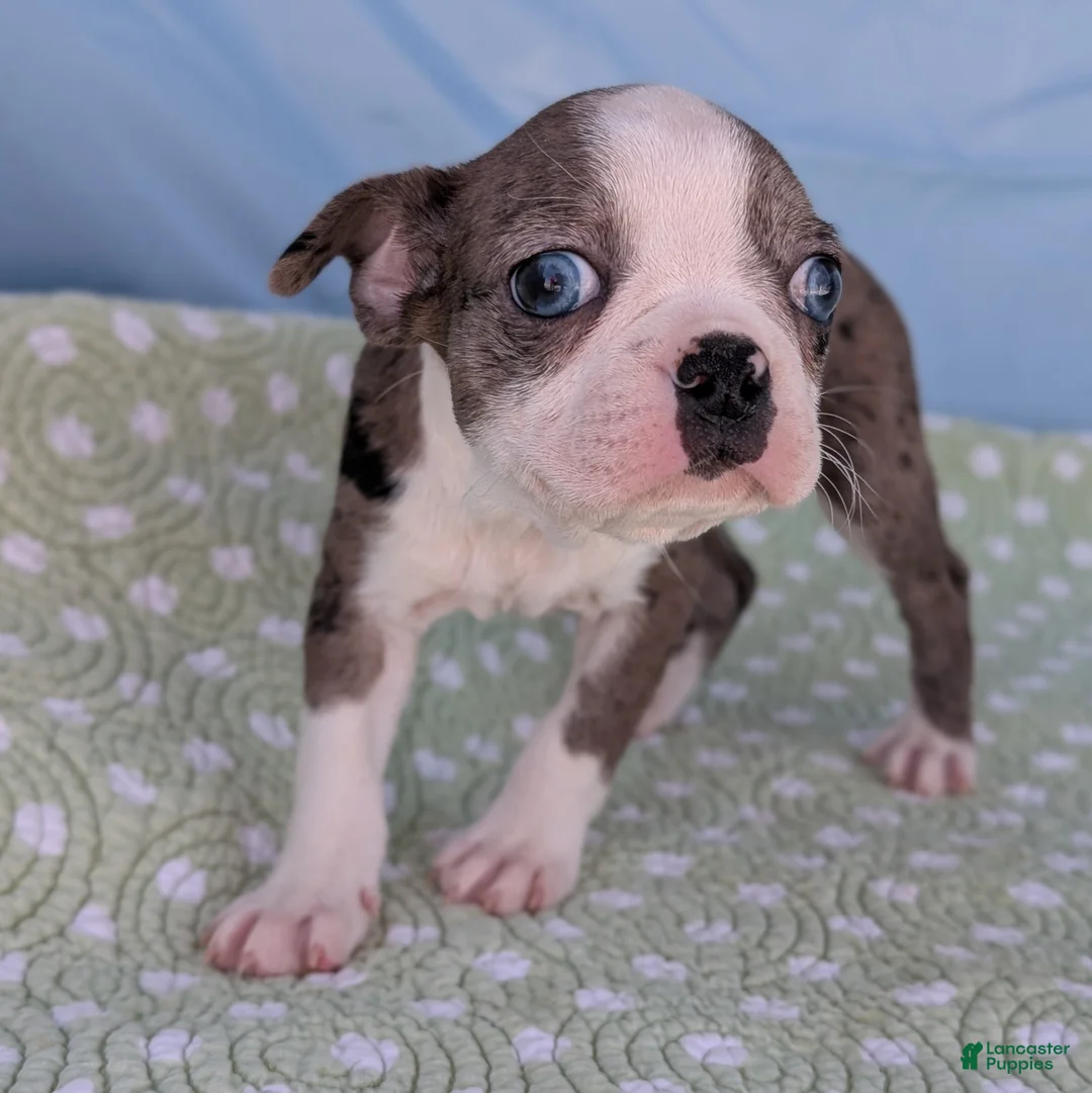 Boston Terrier dogs for sale: Mrs. Kringle - Ad 10