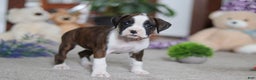 Boxer dogs for sale: Blair - Ad 5