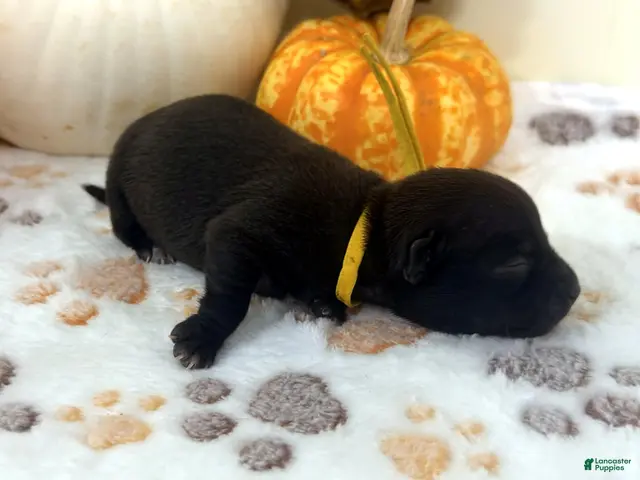 Chihuahua dogs for sale: Yellow - Ad 1