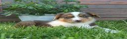 Australian Shepherd dogs for sale: Christopher - Ad 3