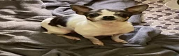 Chihuahua dogs for sale: Sugar Baby - Ad 3