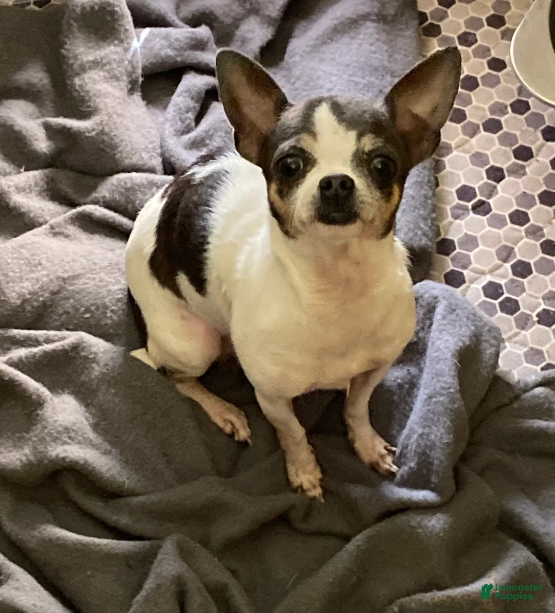 Chihuahua dogs for sale: Sugar Baby - Ad 3