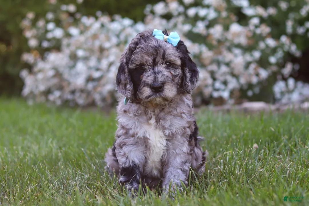 Newfypoo dogs for sale: Amber - Ad 1
