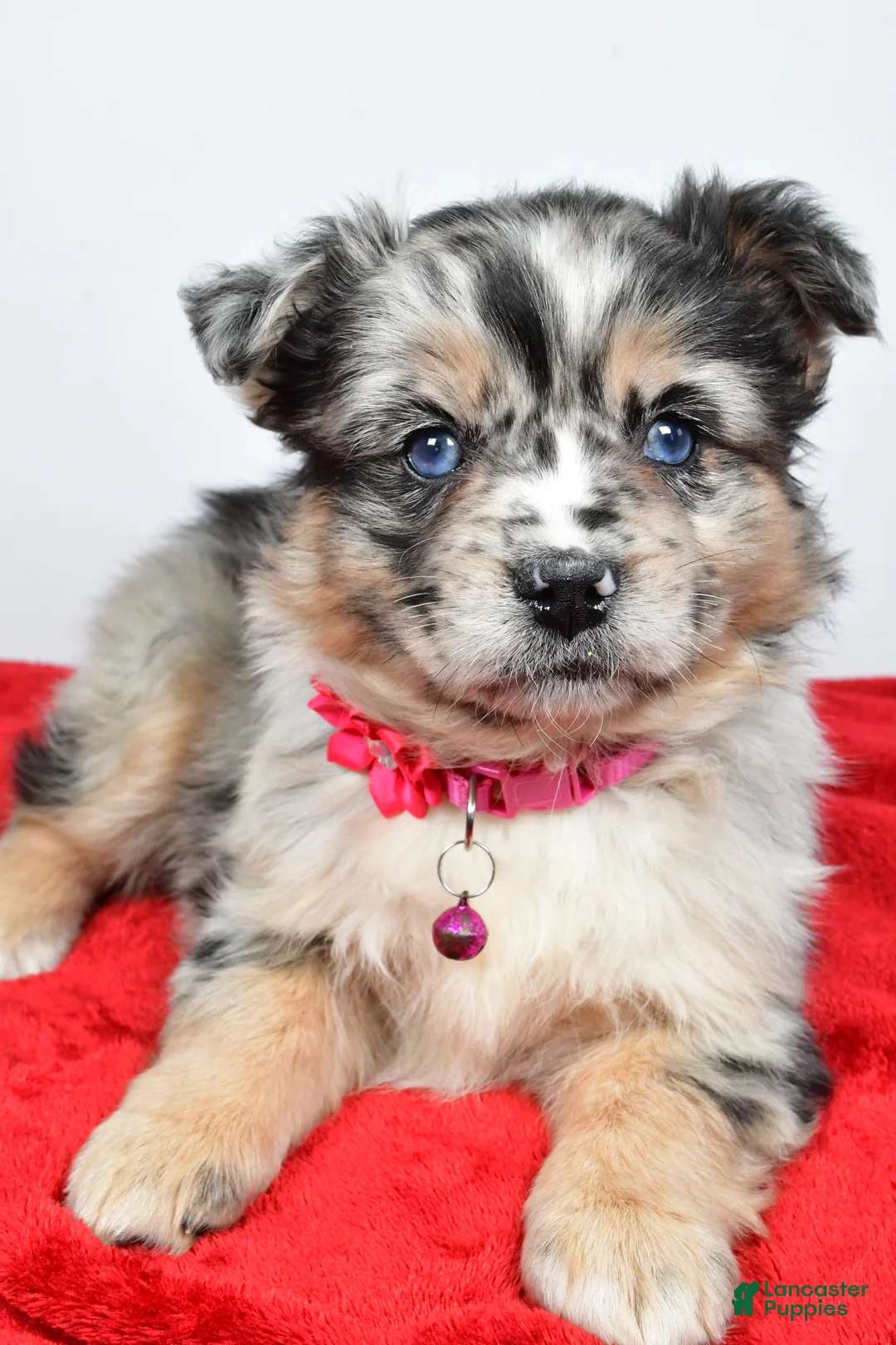 Mixed Breed dogs for sale: Coco - Ad 6