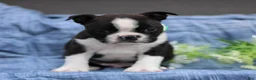 Boston Terrier dogs for sale: Charlie  - Ad 4