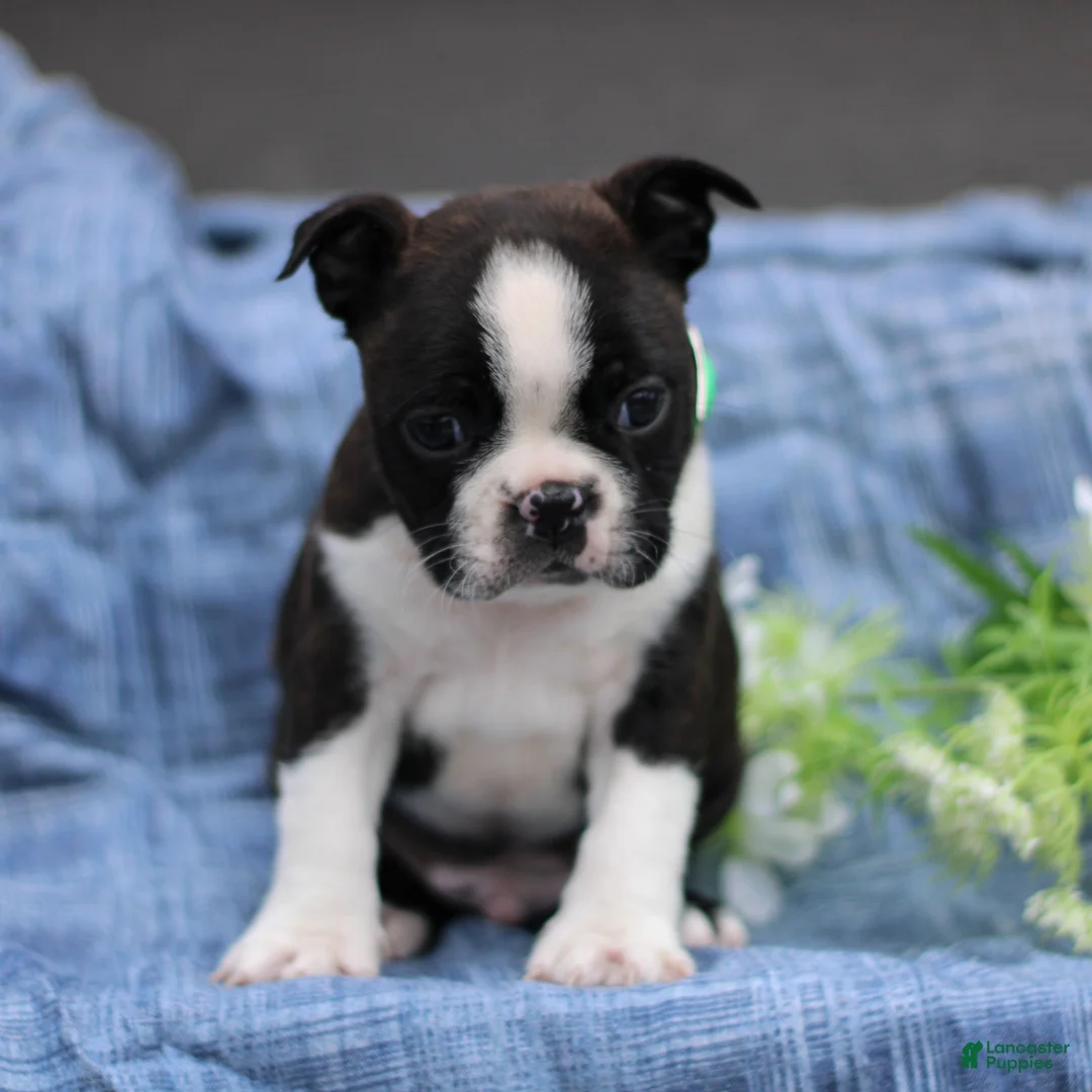 Boston Terrier dogs for sale: Charlie  - Ad 4