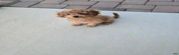 Cavapoo dogs for sale: Nava - Ad 3