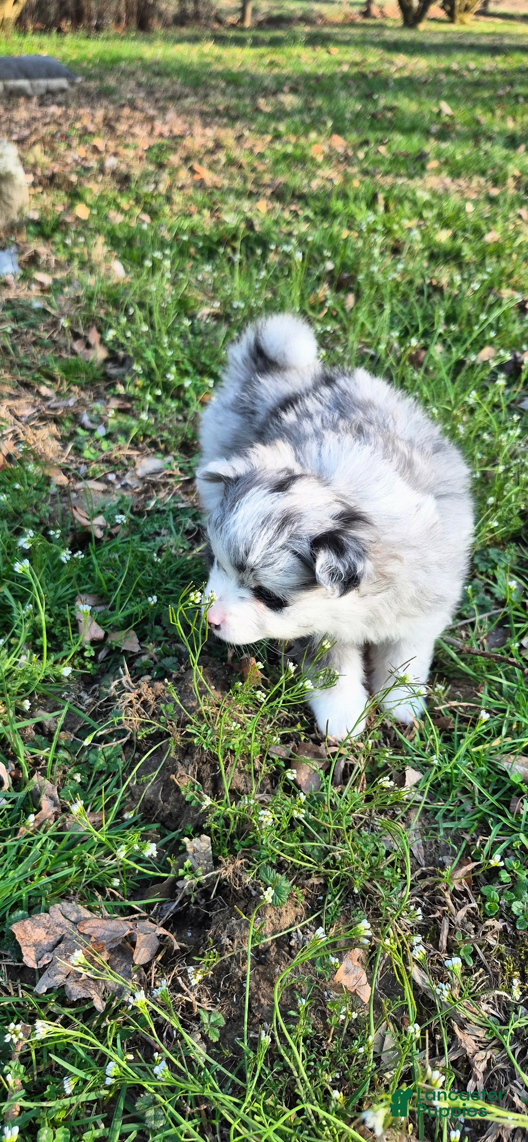 Pomeranian dogs Ghost - Ad 2